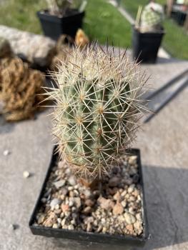 Echinomastus warnockii